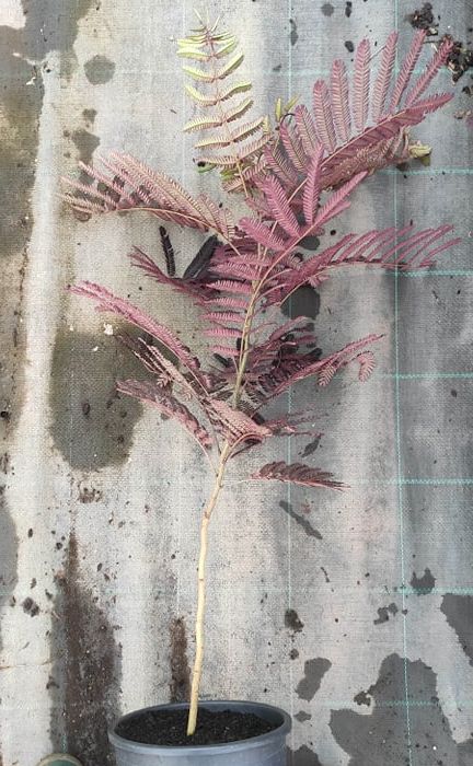 Albizia julibrissin 'Summer Chocolate' 100+ cm